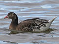 Ross's Goose x Lesser White-fronted Goose hybrid